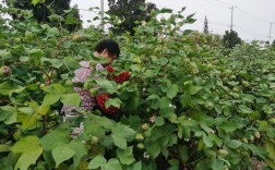摘棉花有哪些实用技巧？