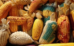 玉米创意造型火了！2025年最新款有哪些？