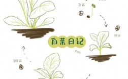 种菜有哪些实用技巧与心得？