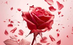 情人节创意海报素材，如何设计吸睛又有温度？