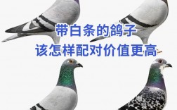 白鸽如何科学配对提高成功率？