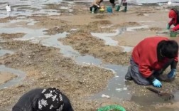冬天挖蛤蜊技巧