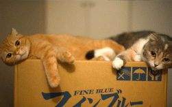 唯美创意动态壁纸可爱图片哪里找？