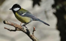 大山雀饲养需掌握哪些关键技巧？