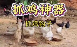 抓家鸡有什么实用技巧？