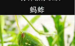捉蚂蚱的技巧