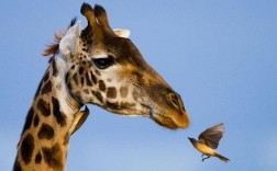 创意照片中，动物如何演绎独特故事？