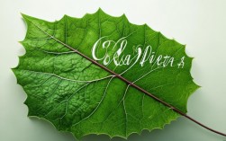 叶子创意最新动向是什么？