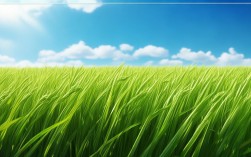 创意水稻亩产创新高？产量翻倍技术来了？