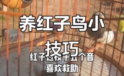 红子鸟怎么养才健康活泼？