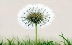 蒲公英创意美术手绘2025最新课程有哪些？