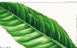 工笔叶子勾线技巧
