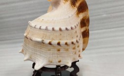 海螺创意手工，海螺创意手工作品