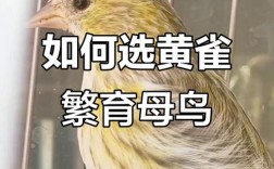 黄雀驯养有哪些实用技巧？