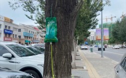 给树打针有哪些关键技巧？