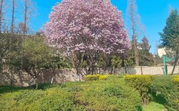 春天校园拍出好照片，有哪些实用技巧？