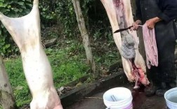 杀猪开膛技巧视频，实操要点有哪些？