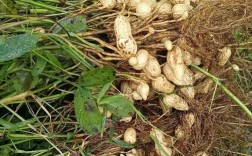 花生采摘有哪些实用技巧？