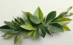 树叶创意图片火了？2025最新玩法你会吗？