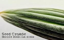 2025种子创意设计趋势？最新案例图片分享