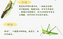 捉蚂蚱的技巧和方法