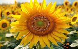 向日葵创意图形有哪些独特设计灵感与应用场景？