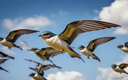 燕子的飞行技巧