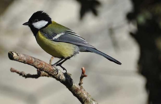 大山雀饲养需掌握哪些关键技巧？-图1