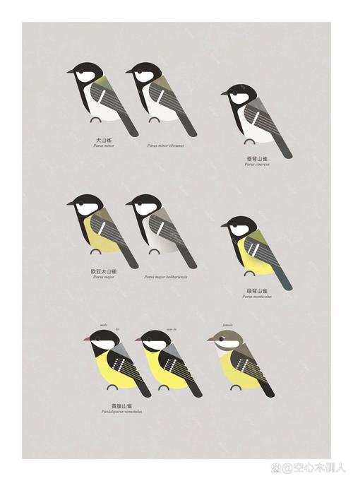 大山雀饲养需掌握哪些关键技巧？-图2