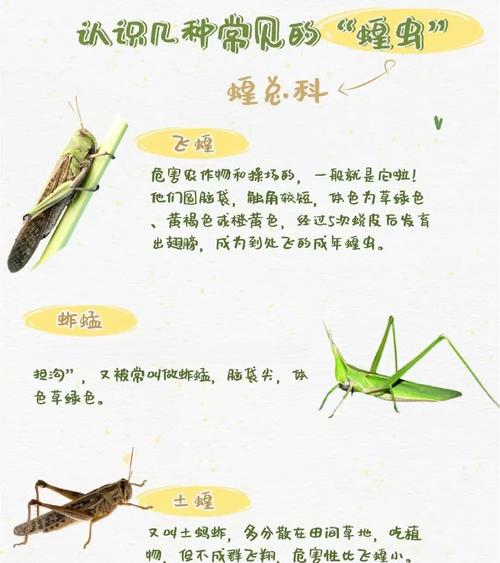 捉蚂蚱的技巧和方法-图1