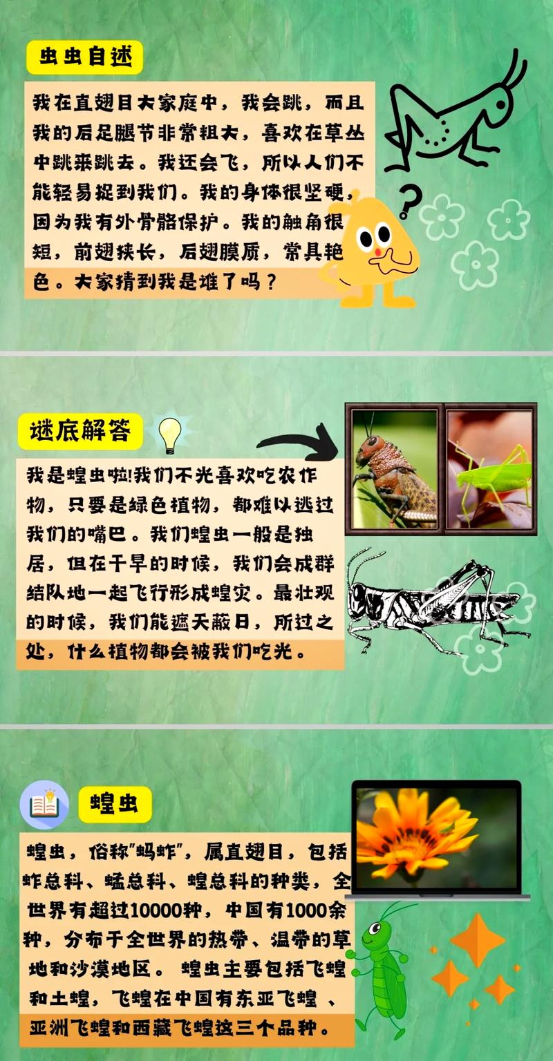 捉蚂蚱的技巧和方法-图3