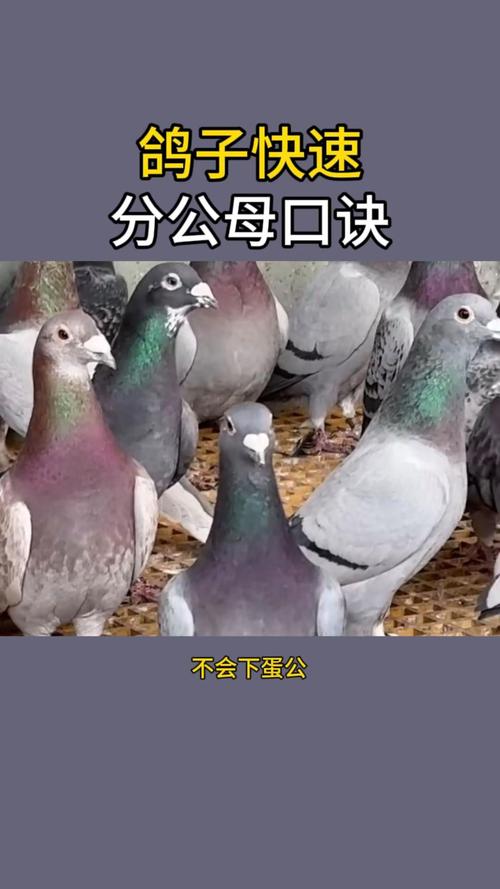 白鸽如何科学配对提高成功率？-图2