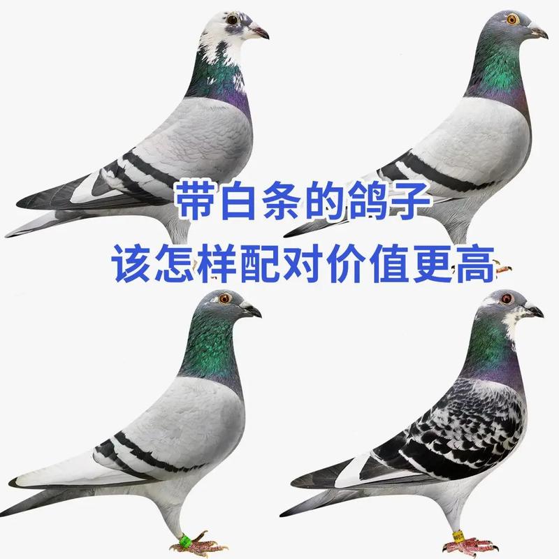白鸽如何科学配对提高成功率？-图1
