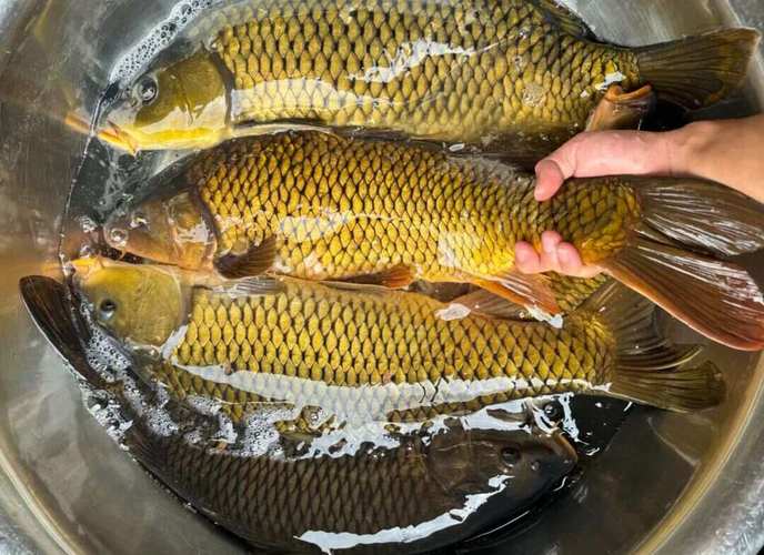 秋末钓鲤鱼技巧-图2