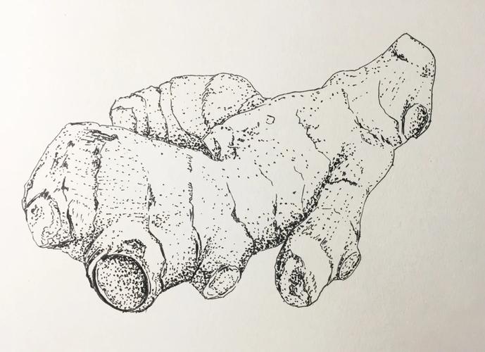 生姜创意素描，如何用素描玩转生姜的创意？-图1