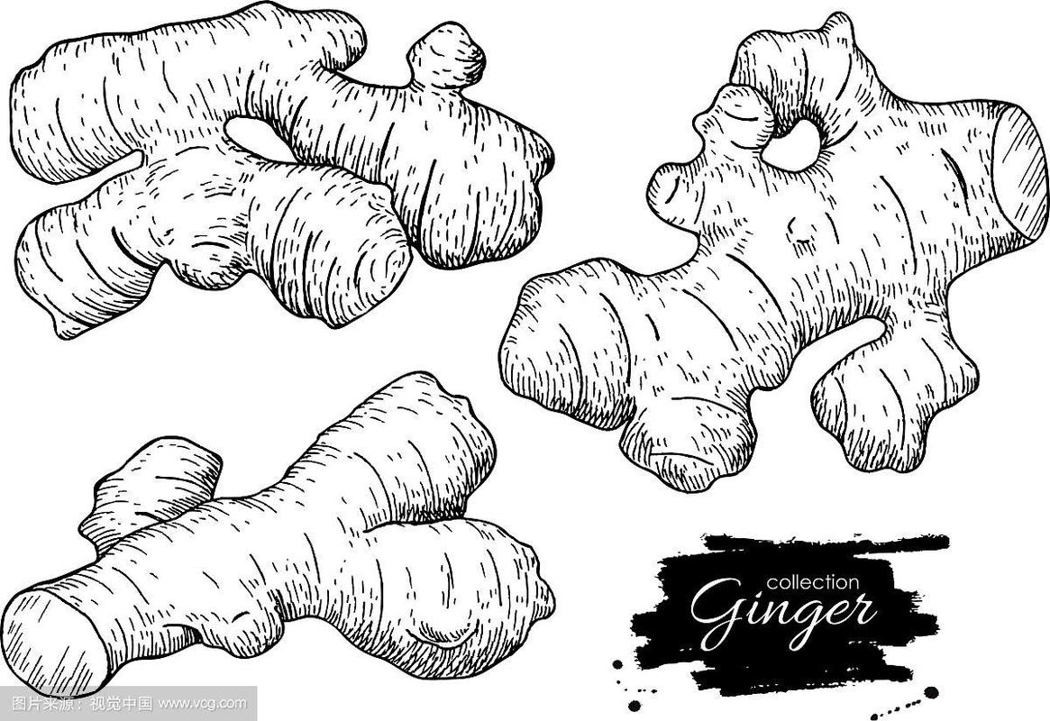生姜创意素描，如何用素描玩转生姜的创意？-图3