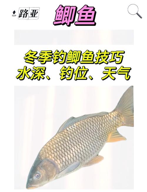 冬钓鲫鱼，八点技巧关键在哪？-图3