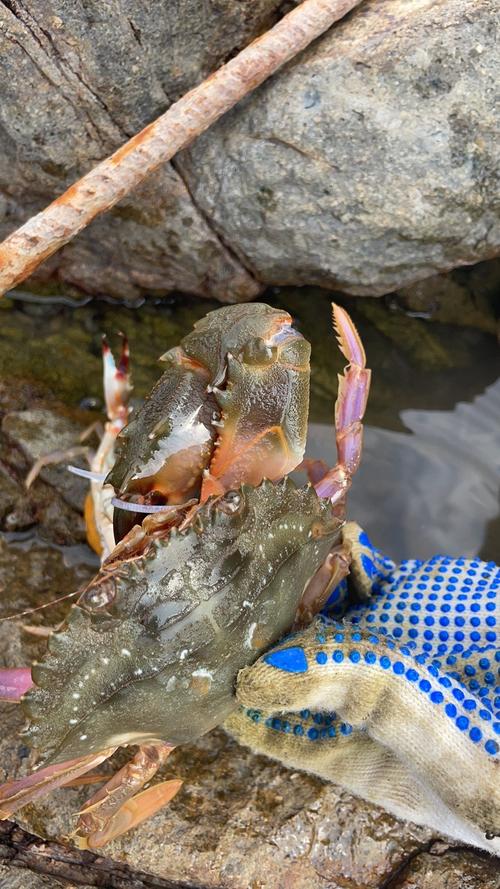 海边蟹笼抓螃蟹技巧-图1