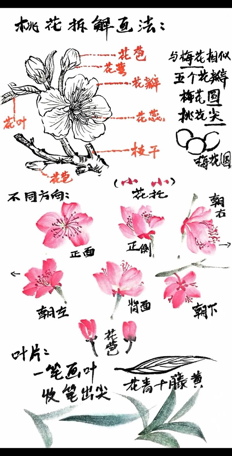 花卉临摹技巧-图3 花卉临摹技巧-图3