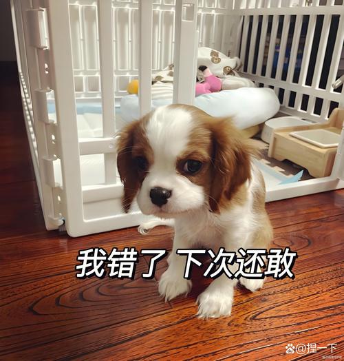 幽默技巧的认错-图1