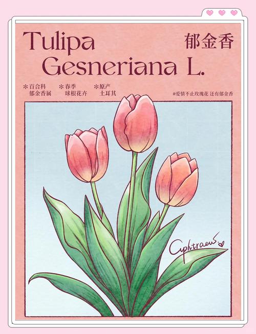 郁金香创意插画-图1 郁金香创意插画-图1