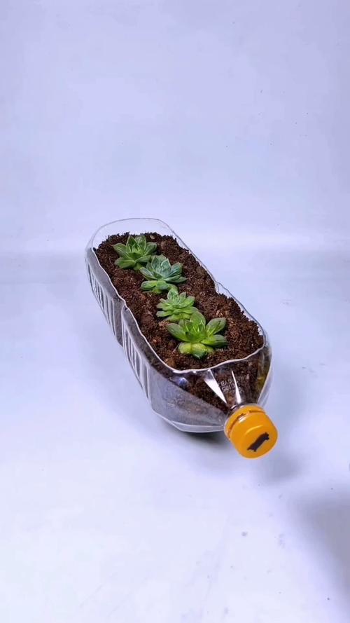 塑料瓶改花盆，创意改造怎么做？-图2