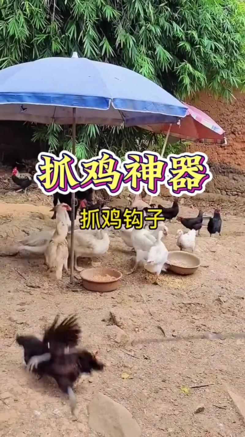 抓家鸡有什么实用技巧？-图1