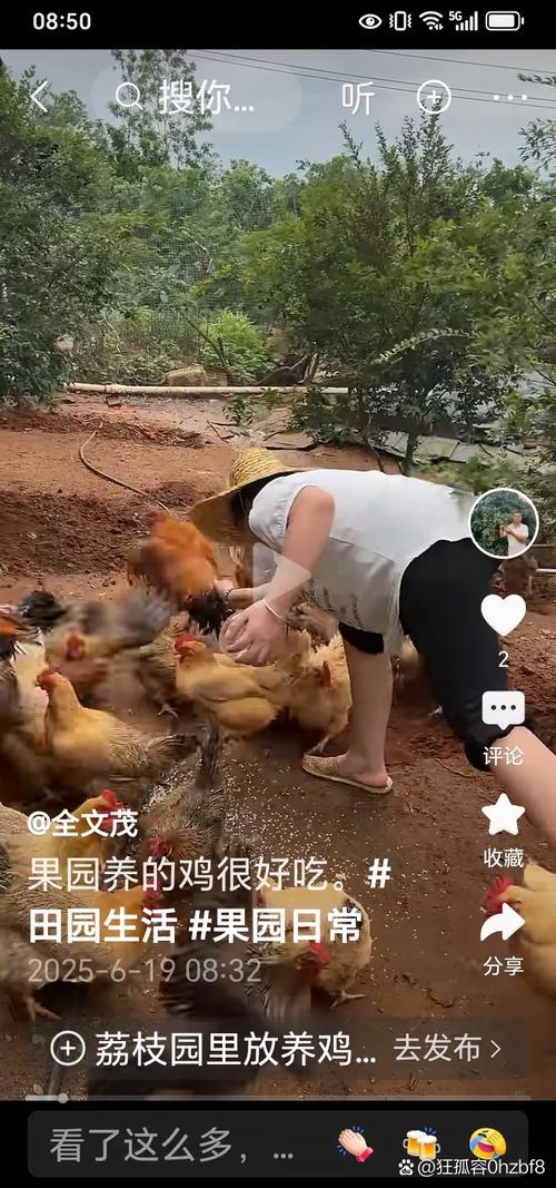 抓家鸡有什么实用技巧？-图3