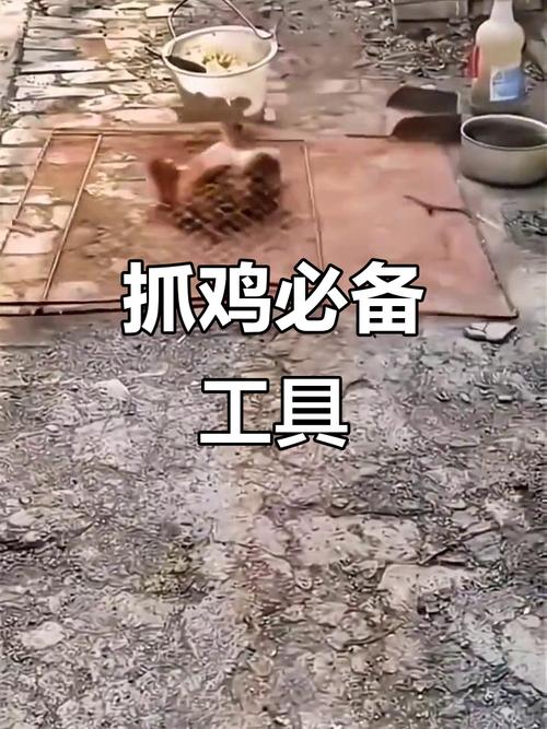 抓家鸡有什么实用技巧？-图2