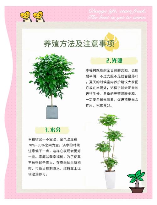 关于植树的技巧-图2