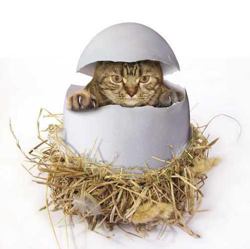 创意照片中，动物如何演绎独特故事？-图3