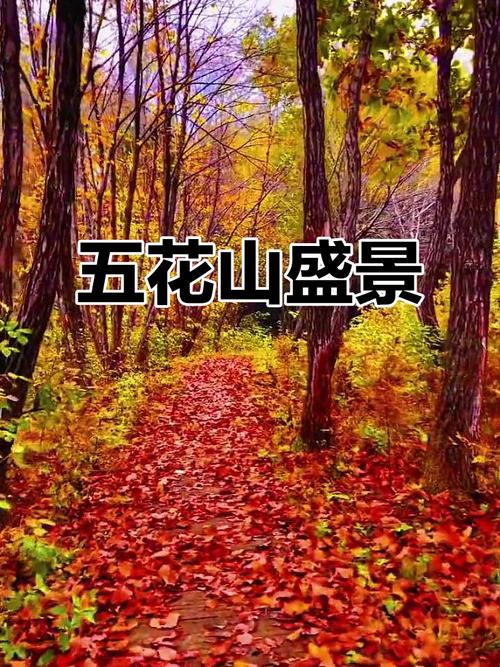 五花山朗读技巧，五花山朗读技巧视频-图3
