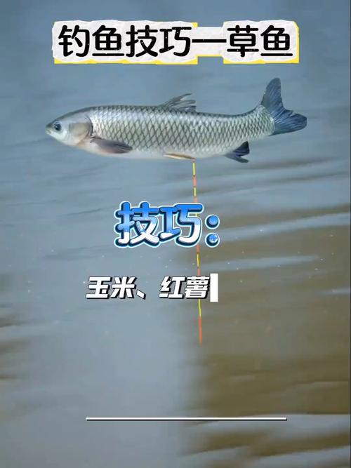 颗粒钓草鱼技巧-图3