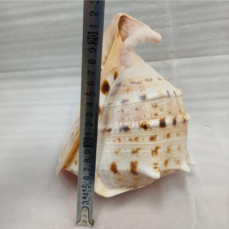 海螺创意手工，海螺创意手工作品-图2